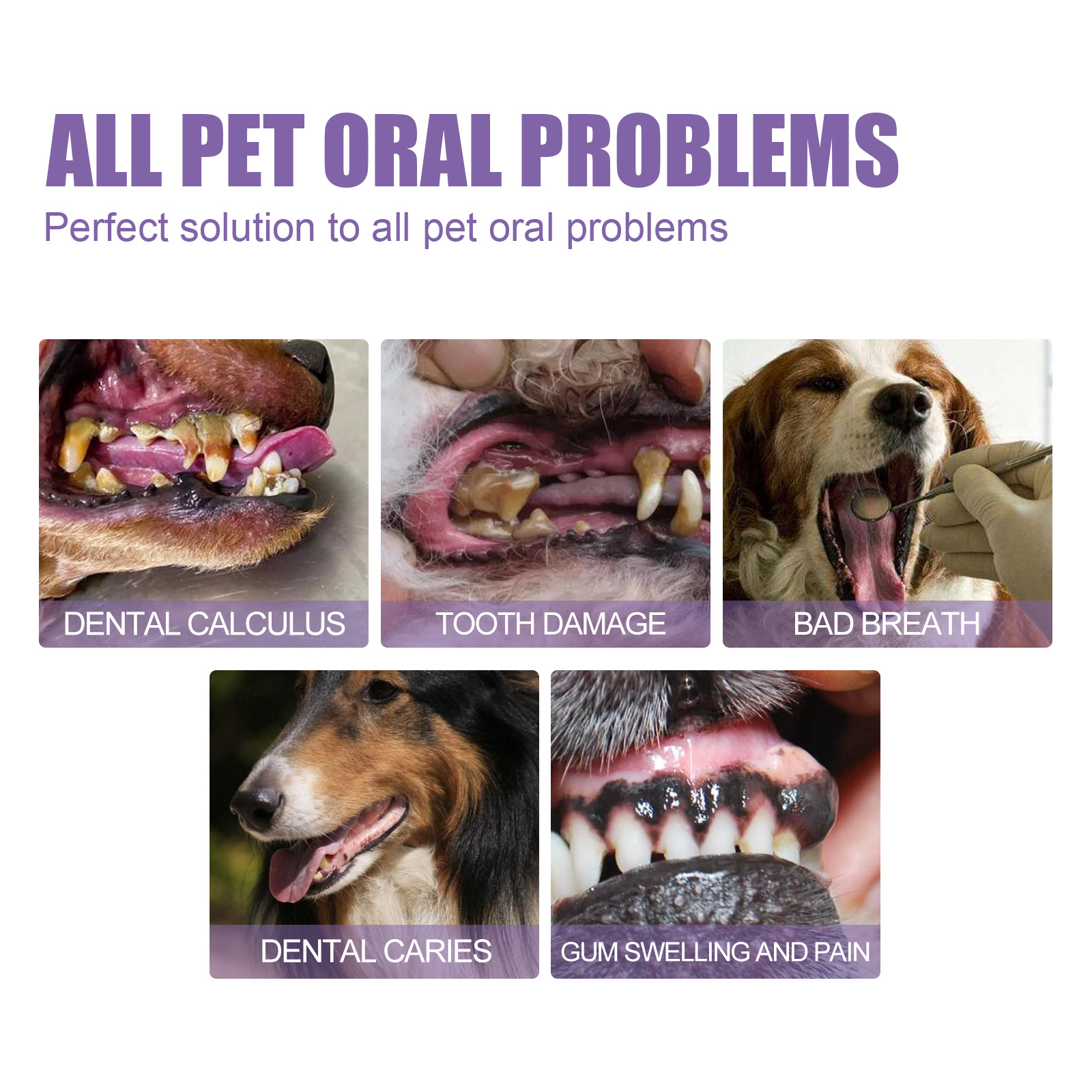 Pet Oral Repair Gel Puppy Tart – Teeth Whitening Price Bewertung und Preis